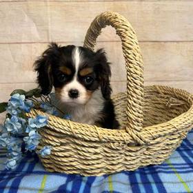 Cavalier King Charles Spaniel