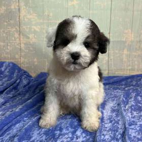 Maltese-Poodle