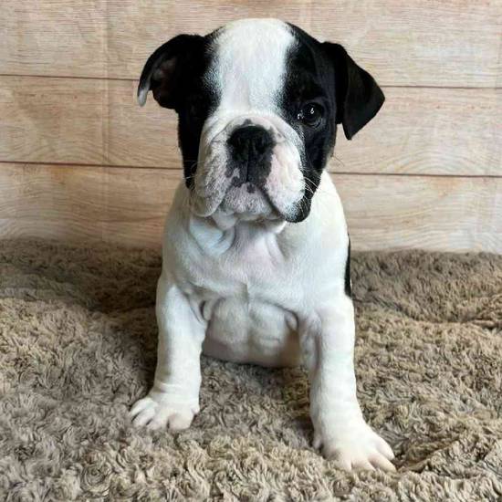 Puppy for Sale Tullys Kennels