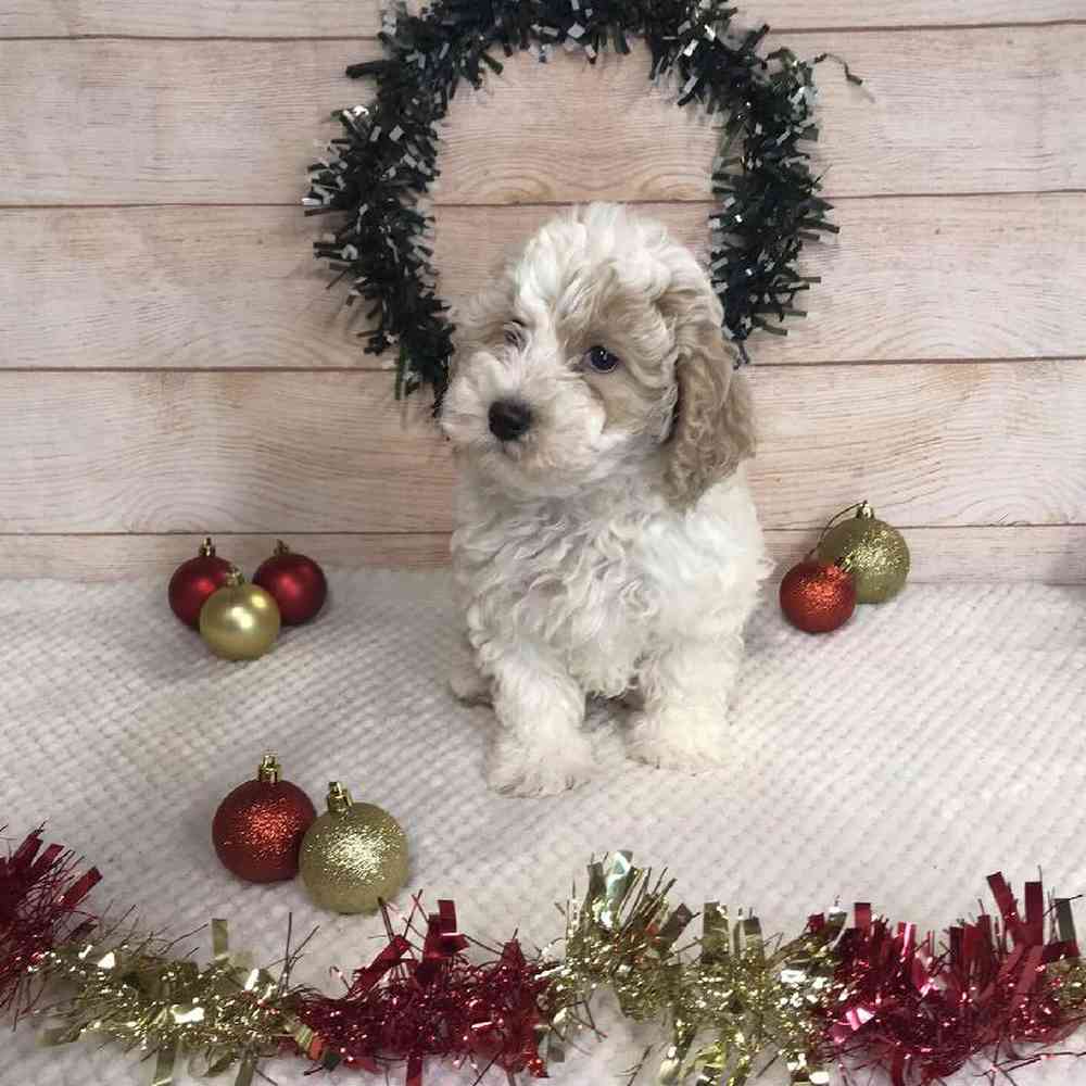 Male Havanese/Poodle Puppy for Sale in OMAHA, NE
