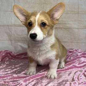 Pembroke Welsh Corgi