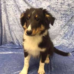 Shetland Sheepdog