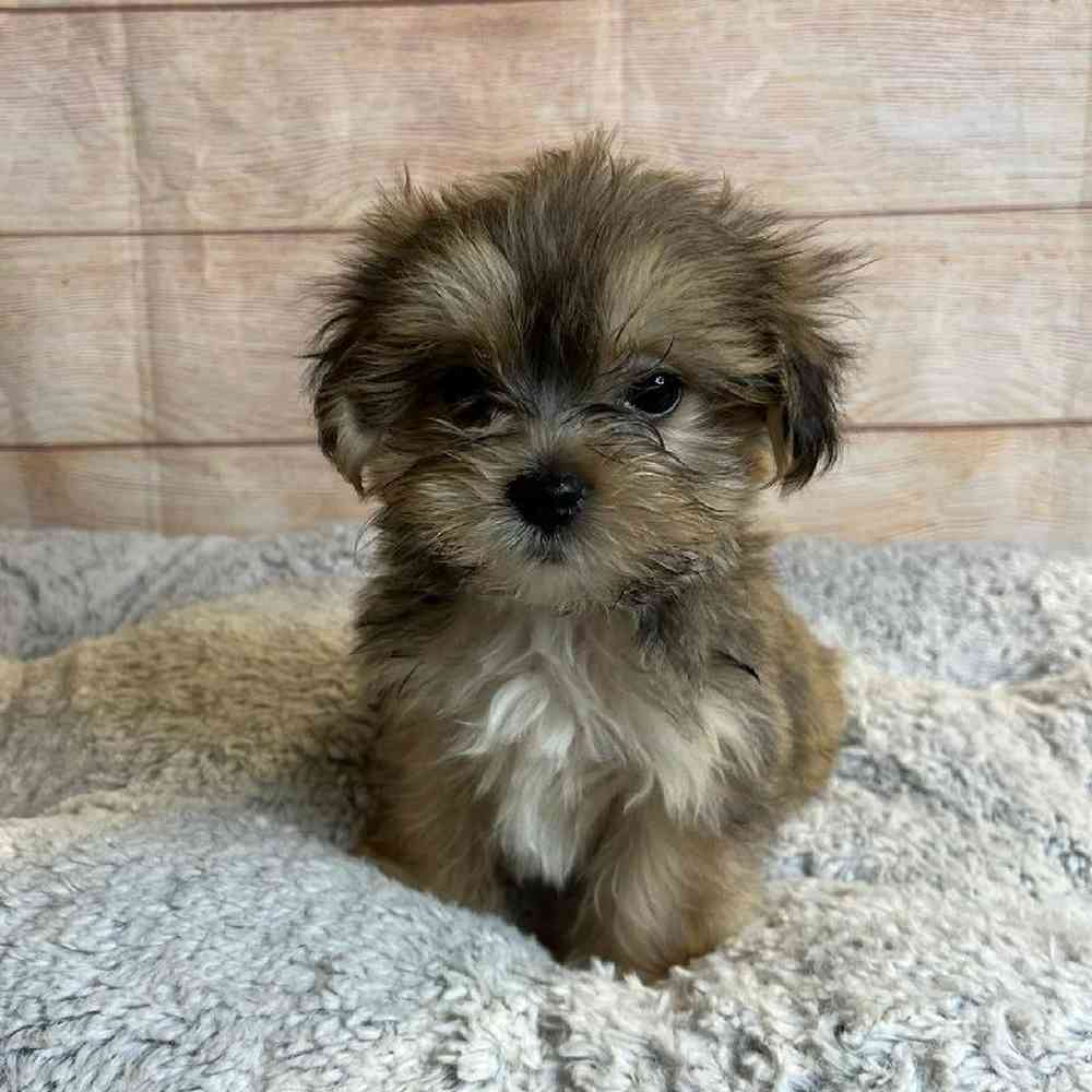 Male Havanese Puppy for Sale in OMAHA, NE