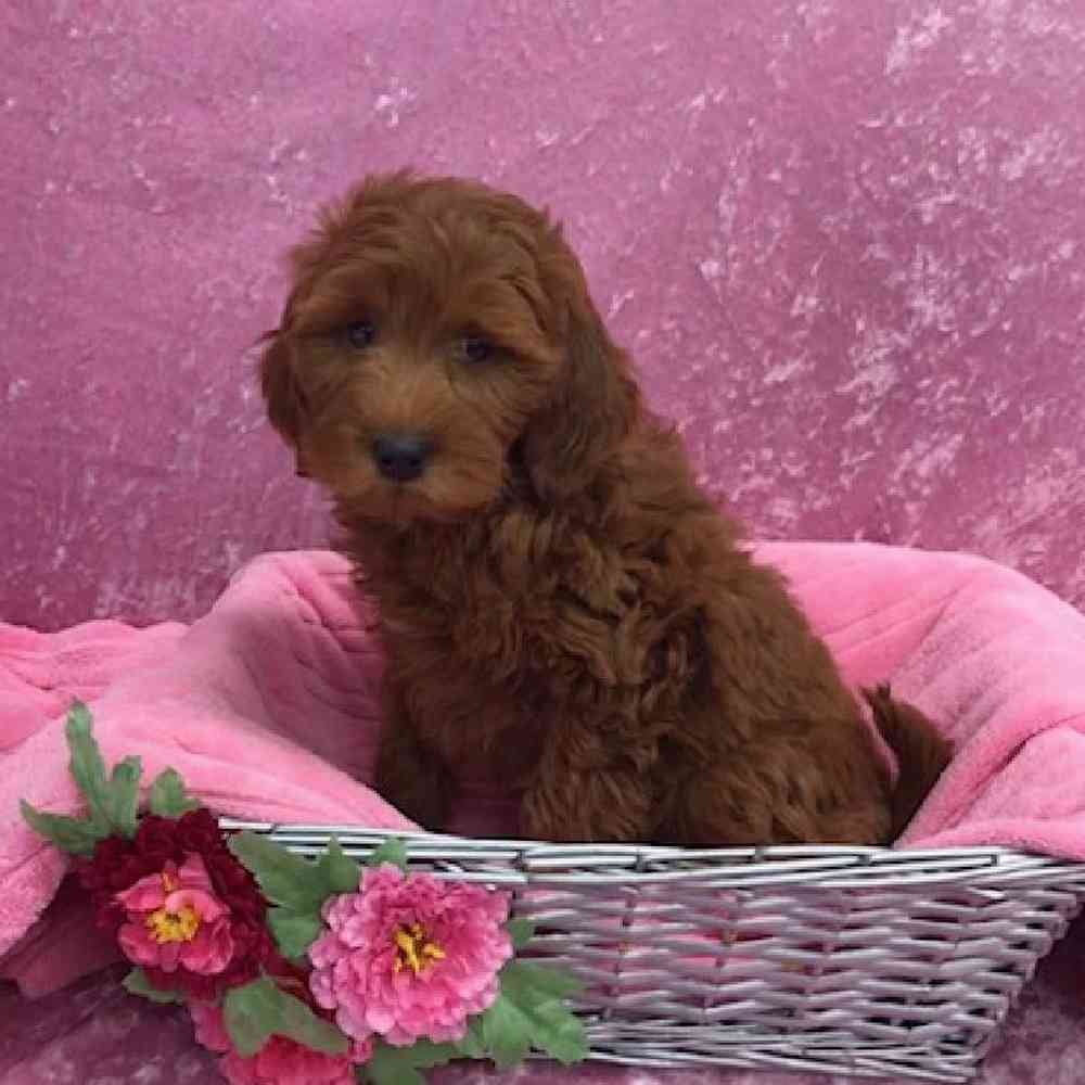 carousel pet images