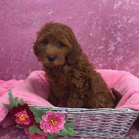 Soft Coated Wheaten Terrier/ Poodle