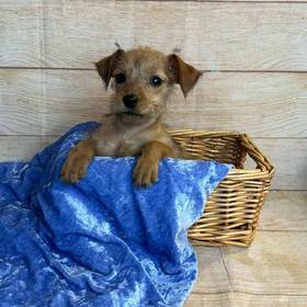 Terrier Mix