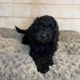 Soft Coated Wheaten Terrier/ Poodle