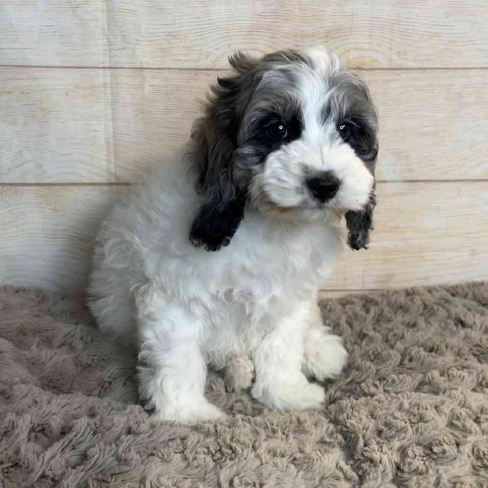 carousel pet images