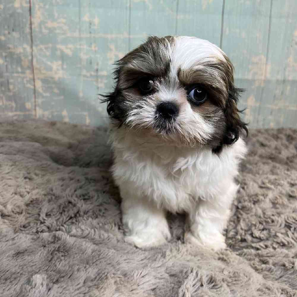 carousel pet images