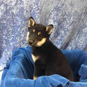 Shiba Inu