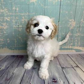 Cavalier King Charles Spaniel/ Bichon Frise