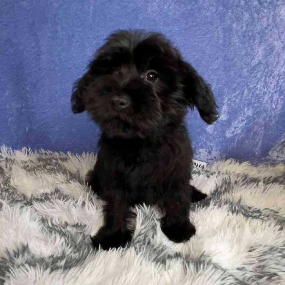 Image of a pet breed in the gallery