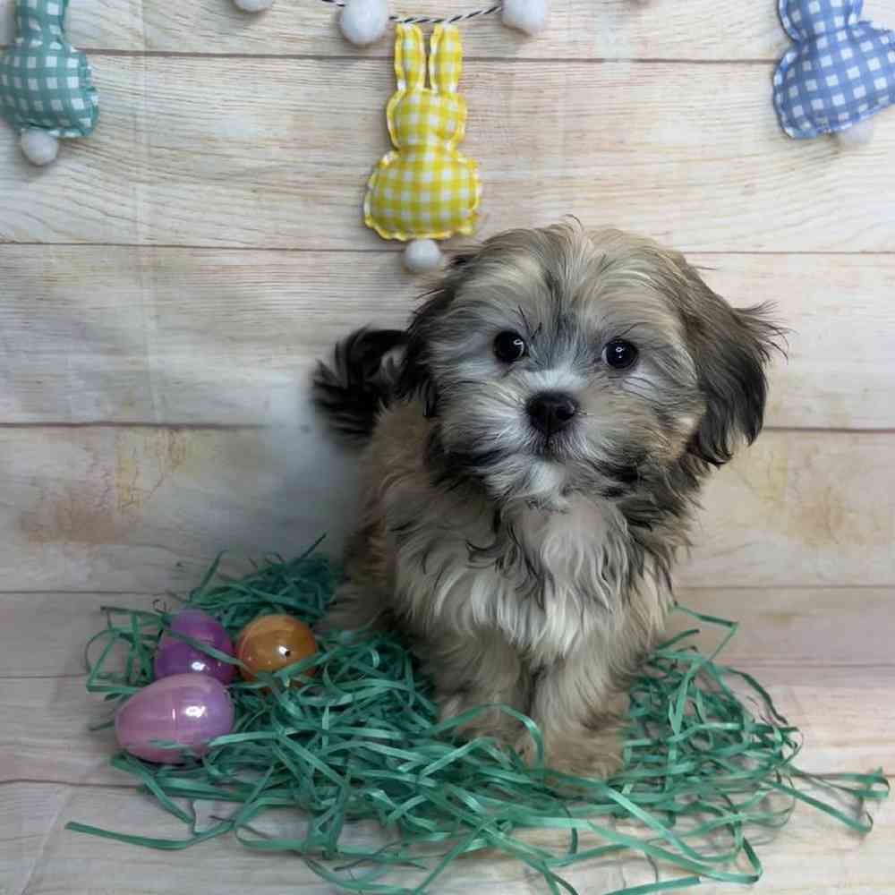 carousel pet images