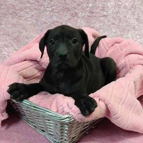 Great Dane/Labrador Retriever Mix