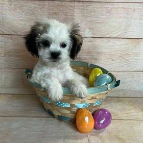 Shih Tzu/Pekingese