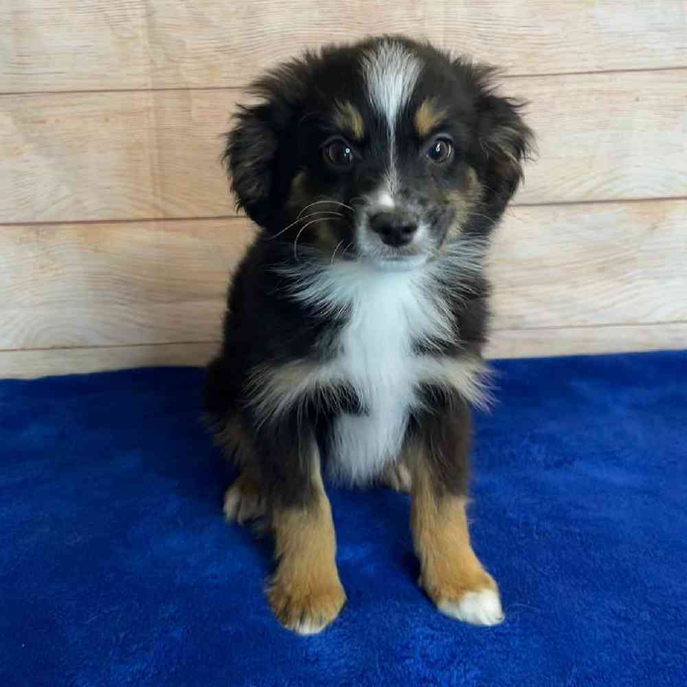 carousel pet images