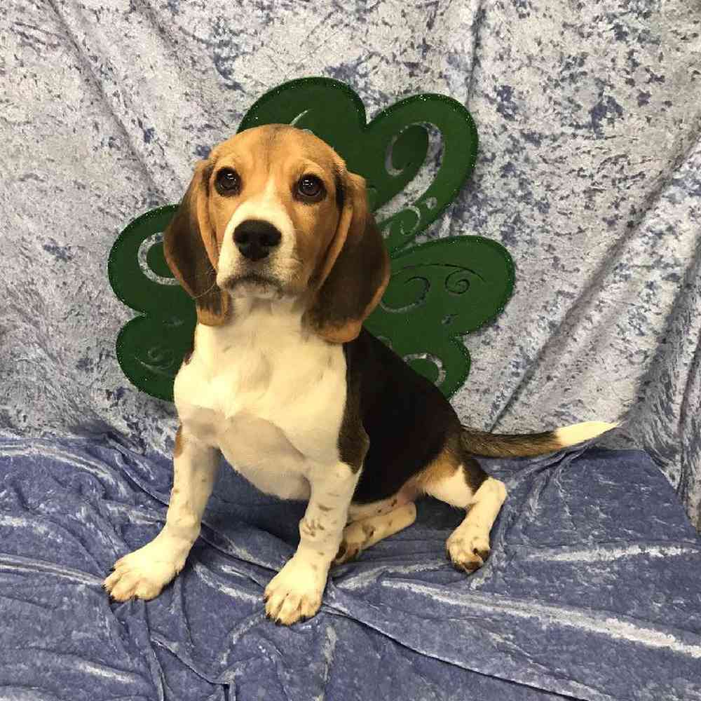 Male Beagle Puppy for Sale in OMAHA, NE