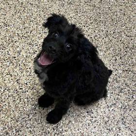 Miniature Australian Shepherd/ Poodle