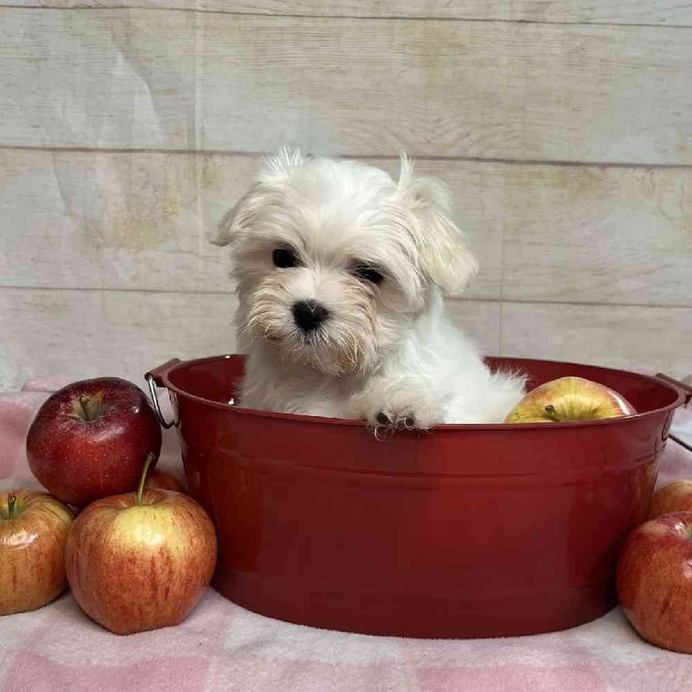 carousel pet images