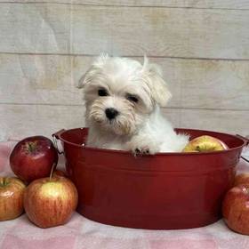 Maltese-Poodle