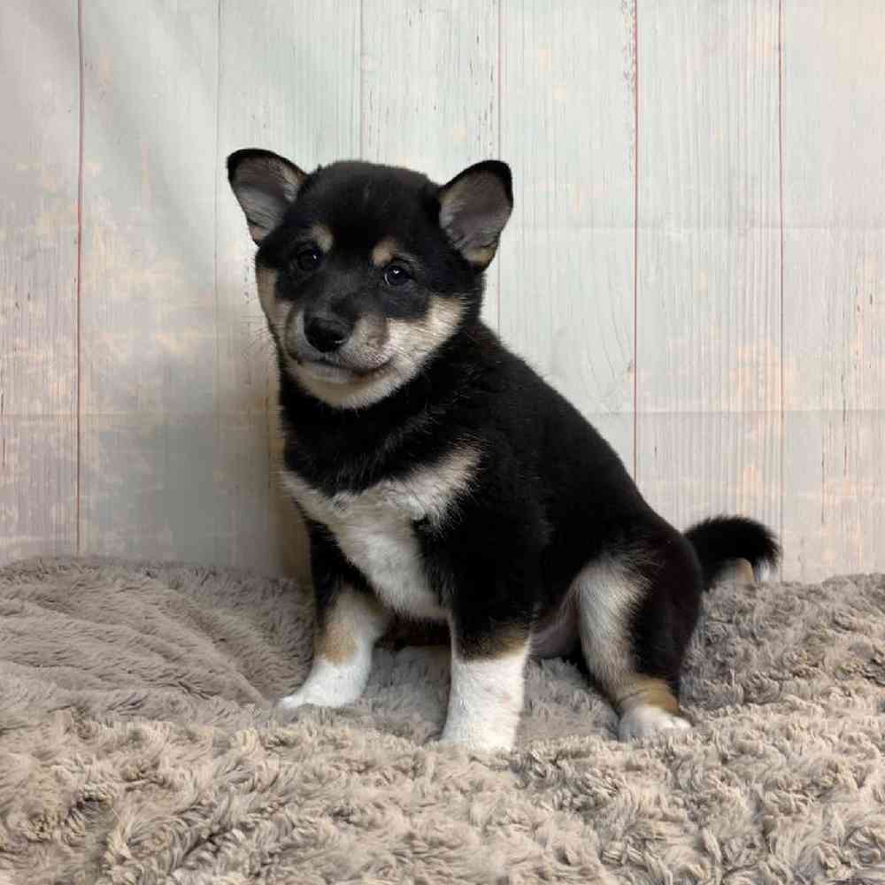 Shiba Inu Puppies for sale - Tullys Kennels