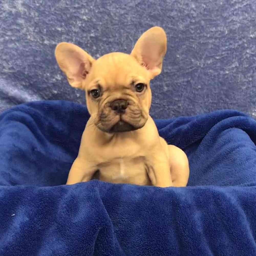 French Bulldog Puppy for sale Tullys Kennels