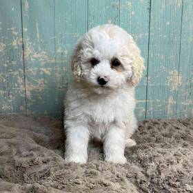 Poodle