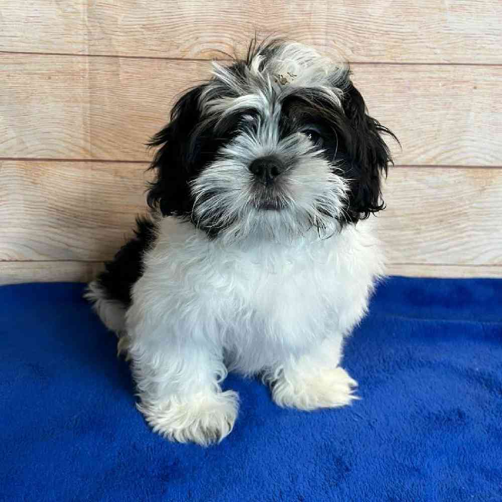 Male Shih Tzu Puppy for Sale in OMAHA, NE