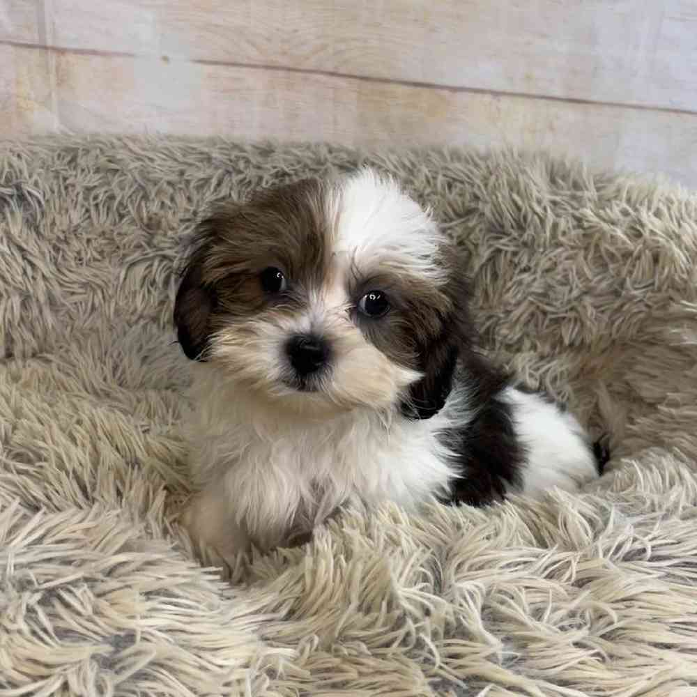 carousel pet images