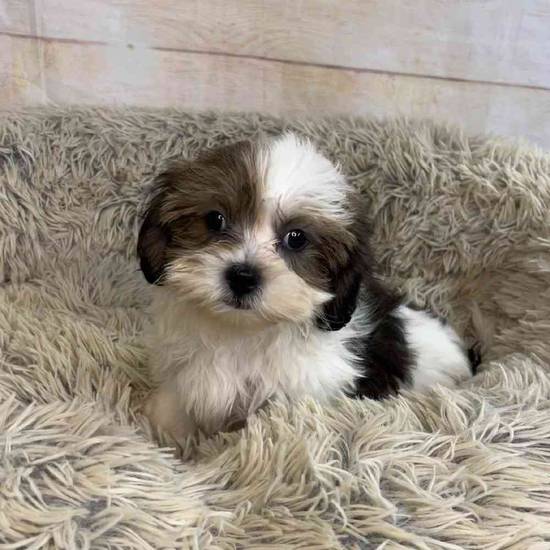 Peanut