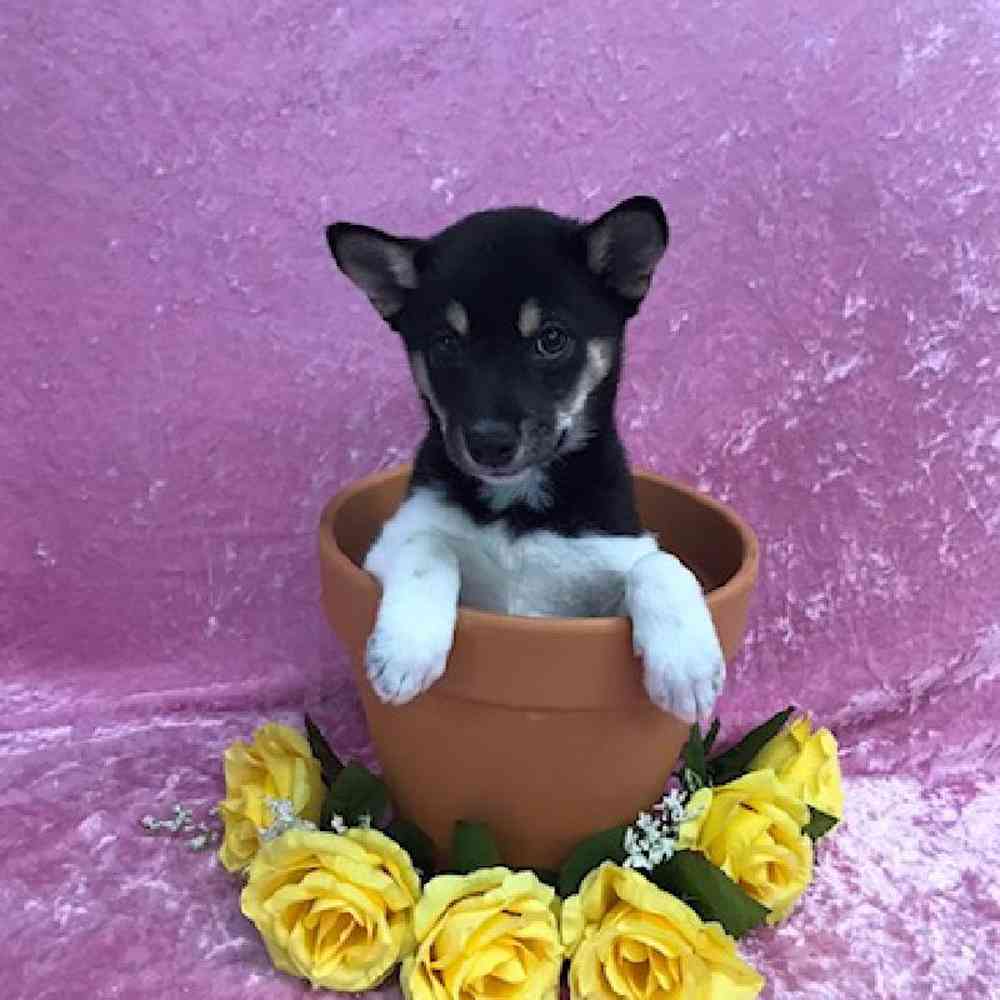 carousel pet images