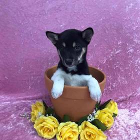 Shiba Inu
