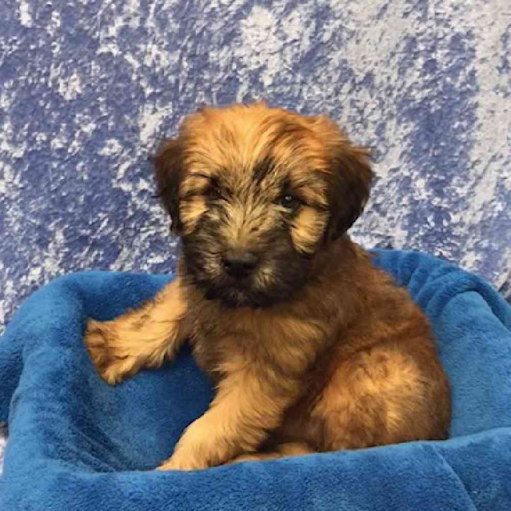 Male Soft Coated Wheaten Terrier Puppy for Sale in OMAHA, NE
