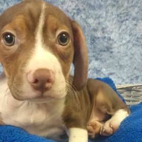 Boston Terrier/Beagle