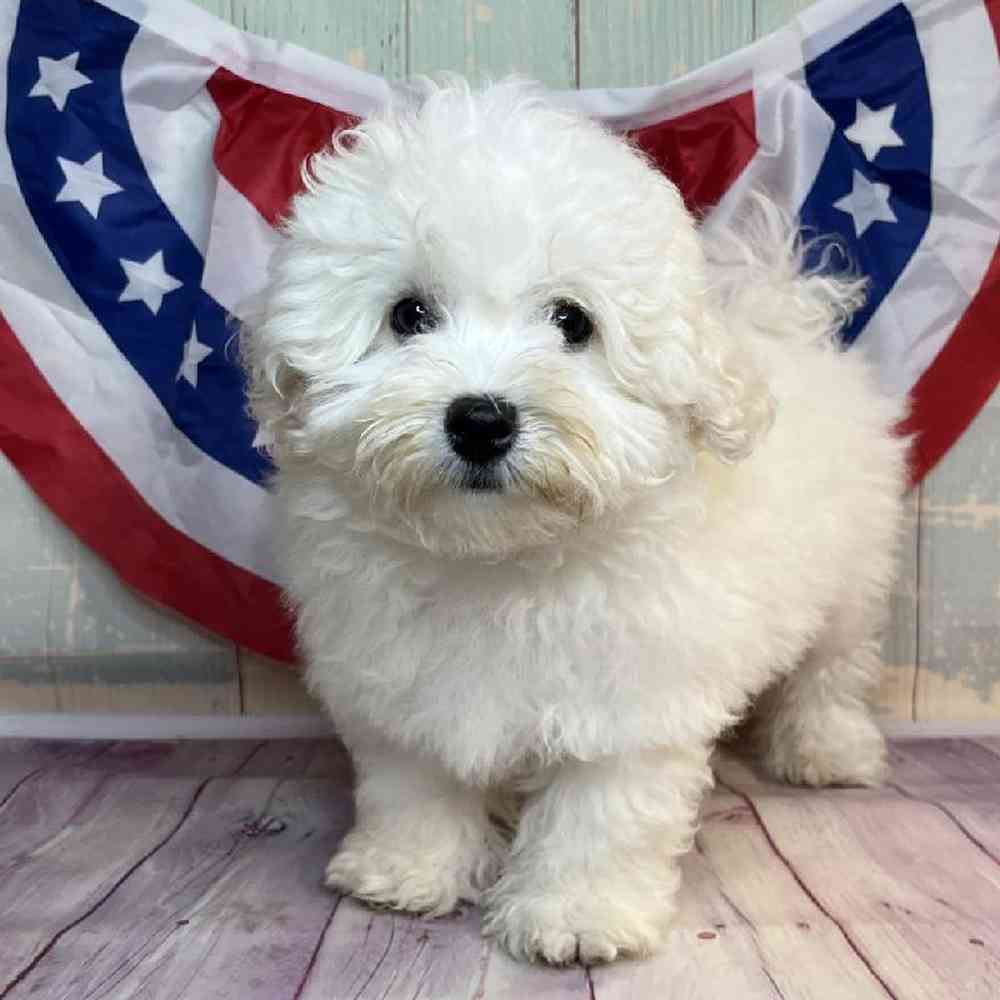 Image of a pet breed in the gallery
