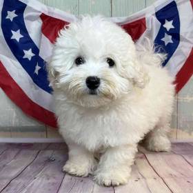 Bichon Frise
