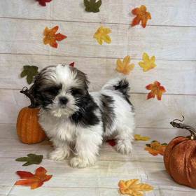 Shih Tzu