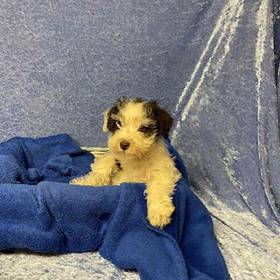 Miniature Schnauzer