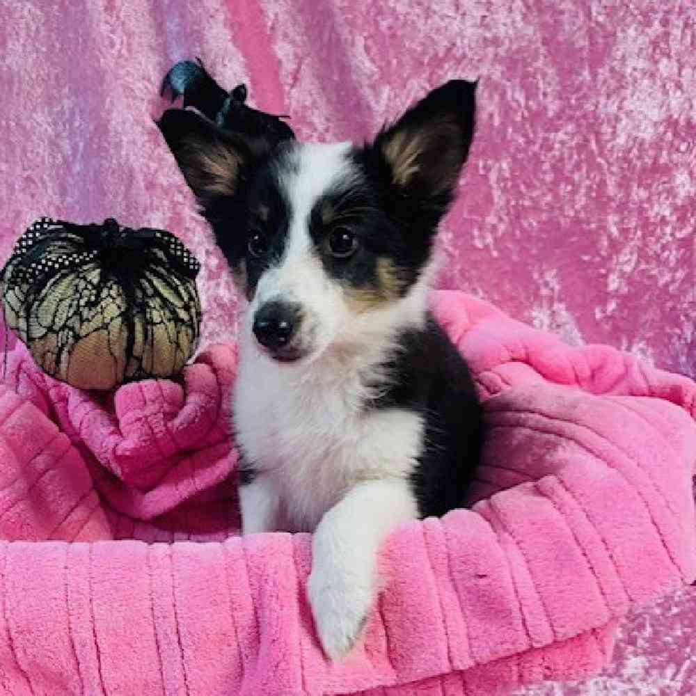 carousel pet images