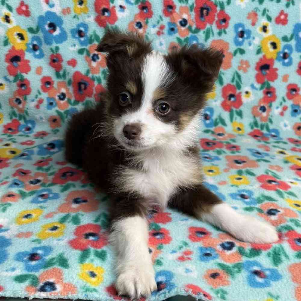 carousel pet images