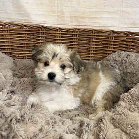 Yorkie/Bichon Frise