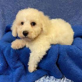 Bichon Frise