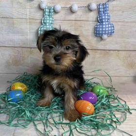 Yorkshire Terrier