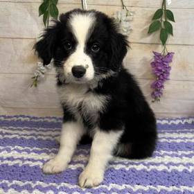 Miniature Australian Shepherd