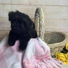 Yorkshire Terrier/Poodle