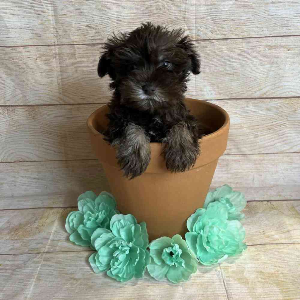 Male Miniature Schnauzer/Poodle Puppy for Sale in OMAHA, NE