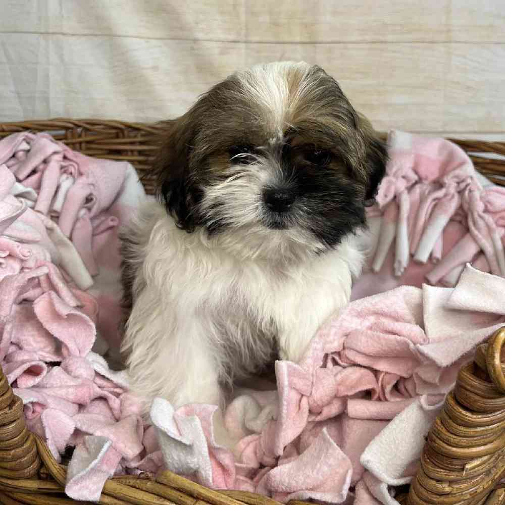 carousel pet images