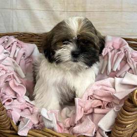 Shih Tzu/maltese/yorkie
