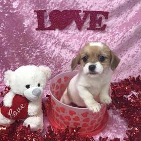 Dachshund/Pekingese