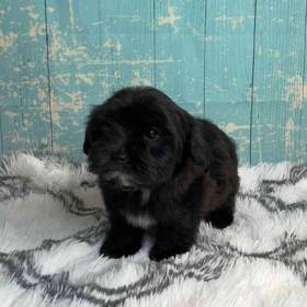 Maltese-Poodle